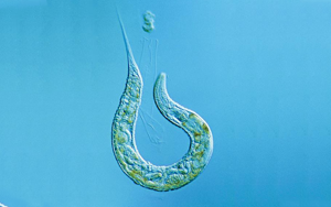 Nature揭示：“排毒”真的很重要！有的蟲全面開啟“排毒模式”后，生生延壽21%