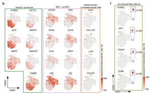 Nature新研究揭示小膠質(zhì)細(xì)胞在人類大腦發(fā)育中的關(guān)鍵作用