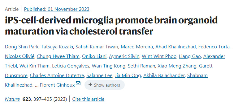 ips細(xì)胞衍生的小膠質(zhì)細(xì)胞通過膽固醇轉(zhuǎn)移促進(jìn)腦類器官成熟 ips細(xì)胞衍生的小膠質(zhì)細(xì)胞通過膽固醇轉(zhuǎn)移促進(jìn)腦類器官成熟