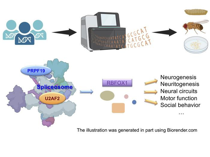 前信使核糖核酸剪接是一個(gè)高度協(xié)調(diào)的過程 前信使核糖核酸剪接是一個(gè)高度協(xié)調(diào)的過程