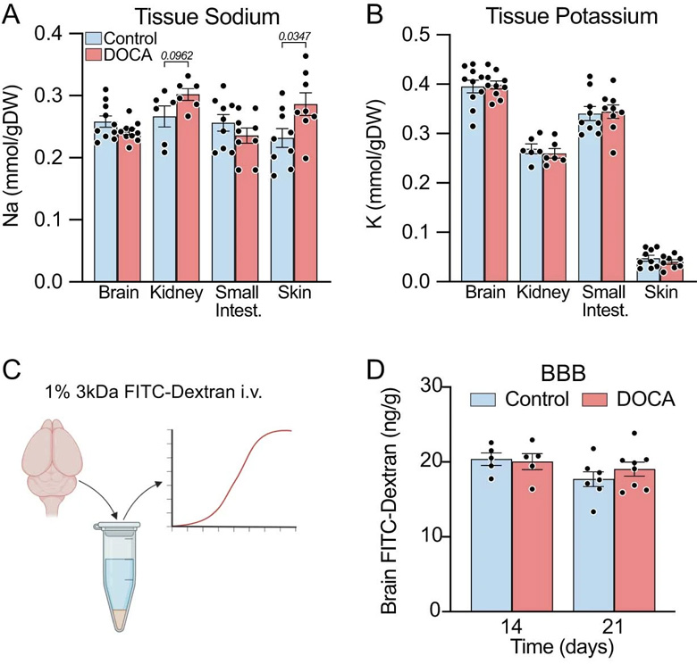 由脫氧皮質(zhì)酮（DOCA)鹽引發(fā)高血壓21天時的生理參數(shù)