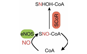 Cell找到了糖尿病的新病因！這種酶能阻止體內(nèi)產(chǎn)生胰島素