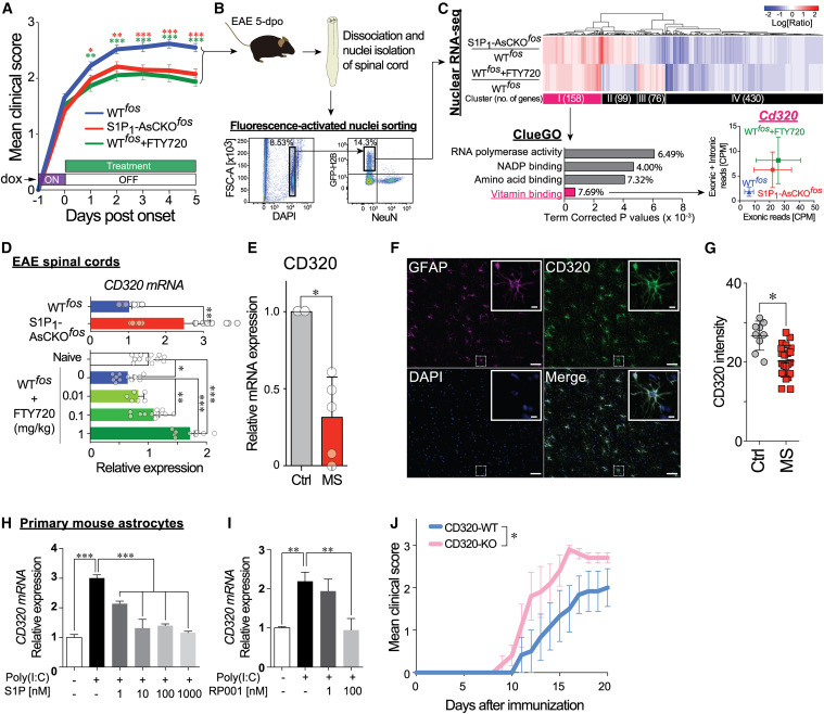 
FTY720 restores CD320 expression that is downregulated in EAE and MS lesions and is essential for protecting against neuroinflammation
FTY720恢復(fù)CD320的表達，CD320在EAE和MS病變中下調(diào)，對預(yù)防神經(jīng)炎癥至關(guān)重要