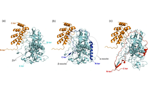 新發(fā)現(xiàn)肉毒桿菌毒素的又一個(gè)醫(yī)療用途