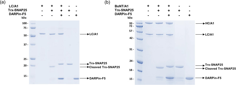 DARPin-F5對(duì)BoNT/A1和重組LC/A1的酶活性的抑制作用 DARPin-F5對(duì)BoNT/A1和重組LC/A1的酶活性的抑制作用