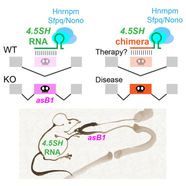 4.5SH RNA是小鼠體內一種重要的物種特異性非編碼RNA 4.5SH RNA是小鼠體內一種重要的物種特異性非編碼RNA