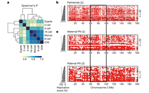 Nature令人著迷的新發(fā)現(xiàn)：DNA復(fù)制時(shí)序