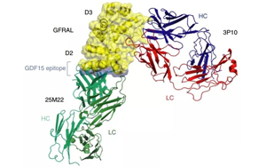 《Nature》竟然是胎兒分泌的激素導(dǎo)致孕吐？