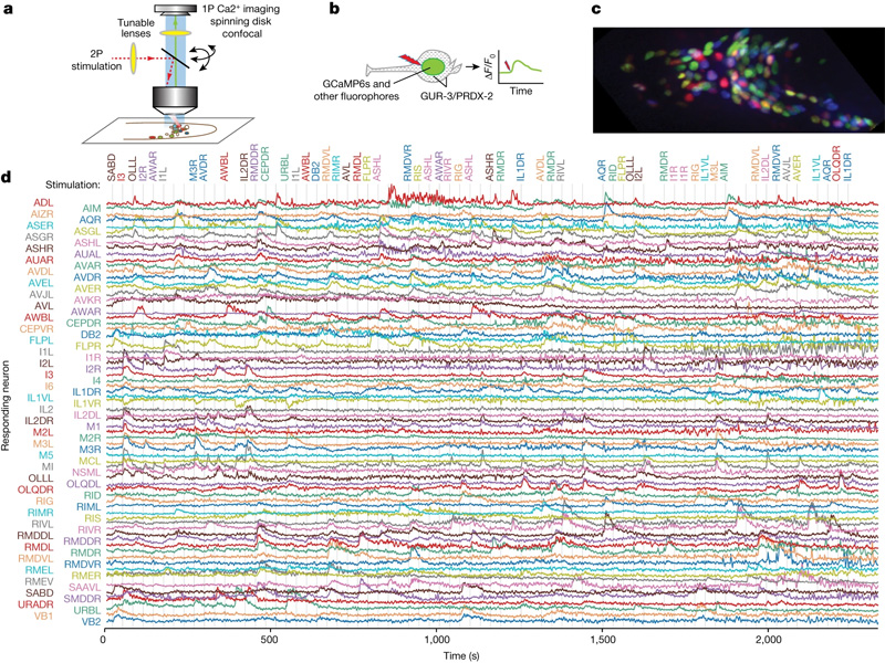 測量神經(jīng)觸發(fā)和神經(jīng)網(wǎng)絡反應 測量神經(jīng)觸發(fā)和神經(jīng)網(wǎng)絡反應