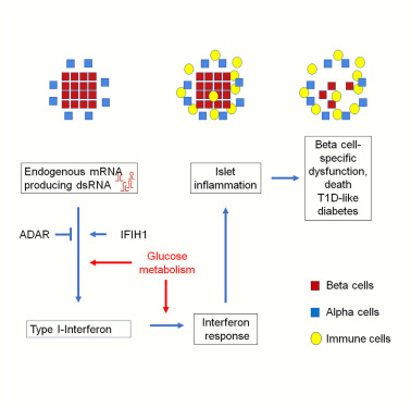 胰腺β細(xì)胞中有缺陷的RNA編輯會導(dǎo)致內(nèi)源性雙鏈RNA的積累，導(dǎo)致腸間反應(yīng)、炎癥和胰島破壞