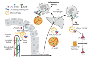 打破固有認(rèn)知！Science揭秘腸道運(yùn)行新機(jī)制：合成膽固醇中的“好學(xué)生”，或?yàn)楦闻K疾病治療帶來新靶點(diǎn)