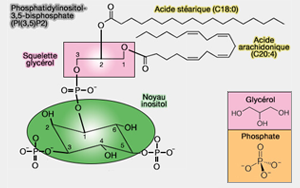 《Science》破解突觸形成的機制