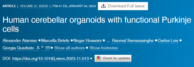 具有功能性浦肯野細(xì)胞的人類(lèi)小腦類(lèi)器官 具有功能性浦肯野細(xì)胞的人類(lèi)小腦類(lèi)器官