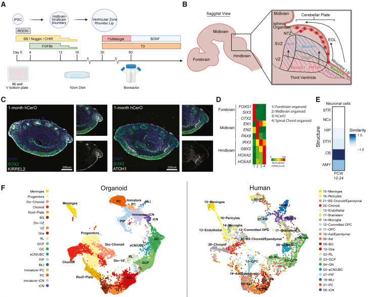 人類(lèi)小腦類(lèi)器官(hCerOs)可復(fù)制地產(chǎn)生人類(lèi)CB的細(xì)胞多樣性 人類(lèi)小腦類(lèi)器官(hCerOs)可復(fù)制地產(chǎn)生人類(lèi)CB的細(xì)胞多樣性