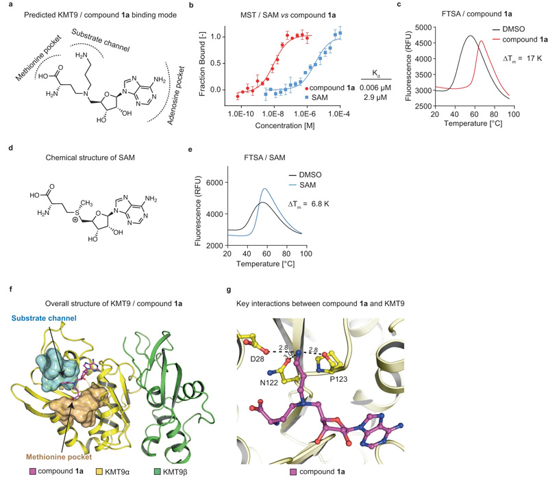 KMT9雙底物抑制劑的鑒定 KMT9雙底物抑制劑的鑒定