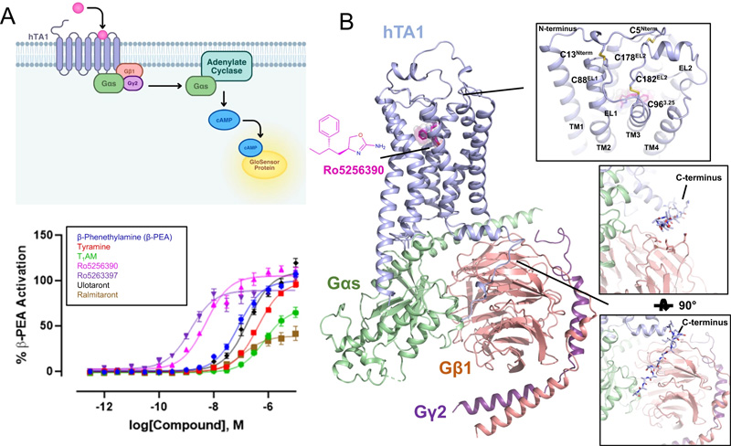 hTA1-Gs復(fù)合物的藥理學(xué)和結(jié)構(gòu)特征 hTA1-Gs復(fù)合物的藥理學(xué)和結(jié)構(gòu)特征