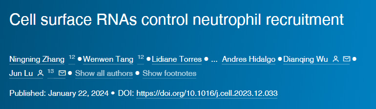 SARS-CoV-2感染導致多巴胺神經(jīng)元衰老 SARS-CoV-2感染導致多巴胺神經(jīng)元衰老