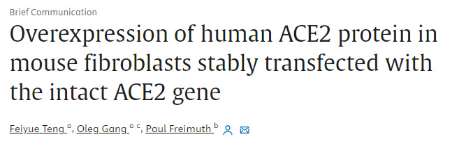 小鼠纖維細(xì)胞的人ACE2蛋白的過(guò)度表達(dá)在人ACE2基因協(xié)助下穩(wěn)定地轉(zhuǎn)染