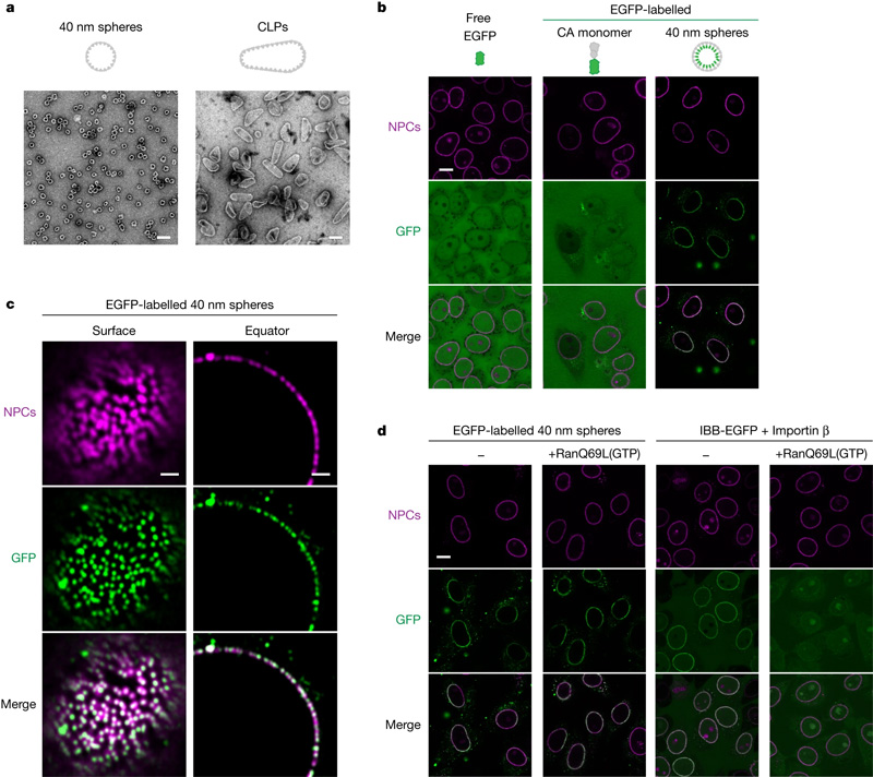 HIV-1衣殼物種對(duì)NPC的自主靶向