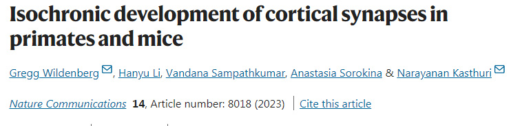 靈長類動物和小鼠皮層突觸的等時發(fā)育 靈長類動物和小鼠皮層突觸的等時發(fā)育