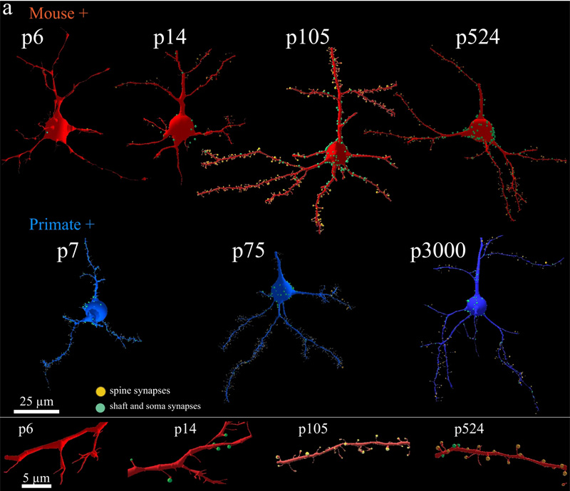 靈長類動物和小鼠皮層興奮性突觸的等時發(fā)育 靈長類動物和小鼠皮層興奮性突觸的等時發(fā)育