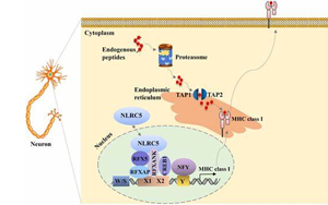 PNAS：新技術(shù)讓癌細(xì)胞更容易暴露出來