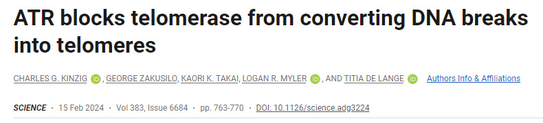 ATR阻止端粒酶將DNA斷裂轉(zhuǎn)化為端粒 ATR阻止端粒酶將DNA斷裂轉(zhuǎn)化為端粒