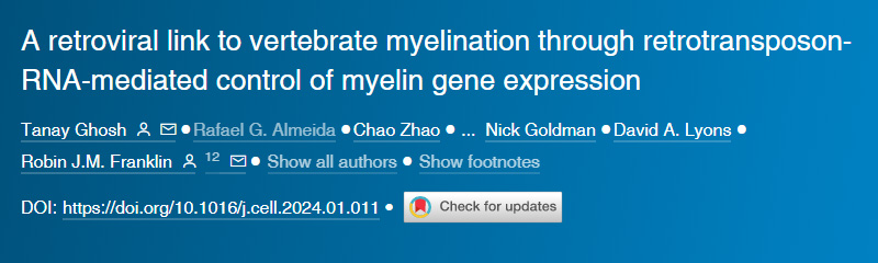 逆轉(zhuǎn)錄病毒通過逆轉(zhuǎn)錄轉(zhuǎn)座子RNA介導(dǎo)的髓鞘基因表達(dá)控制與脊椎動物髓鞘形成的聯(lián)系 逆轉(zhuǎn)錄病毒通過逆轉(zhuǎn)錄轉(zhuǎn)座子RNA介導(dǎo)的髓鞘基因表達(dá)控制與脊椎動物髓鞘形成的聯(lián)系