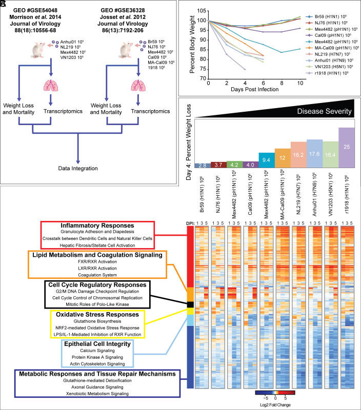 通過炎癥、代謝、細胞周期和組織修復(fù)基因表達的宿主反應(yīng)差異來區(qū)分流感疾病