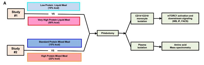 #1研究評估了極限攝入液態(tài)餐中蛋白質(zhì)對單核細胞mTORC1激活和下游功能的影響。