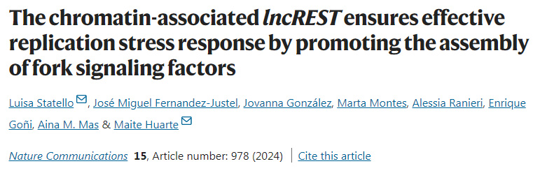 染色質(zhì)相關(guān)的lncREST通過促進(jìn)分叉信號(hào)因子的組裝來確保有效的復(fù)制應(yīng)激反應(yīng) 染色質(zhì)相關(guān)的lncREST通過促進(jìn)分叉信號(hào)因子的組裝來確保有效的復(fù)制應(yīng)激反應(yīng)