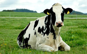 糖尿病治療的里程碑——轉(zhuǎn)基因奶牛產(chǎn)“人胰島素”奶