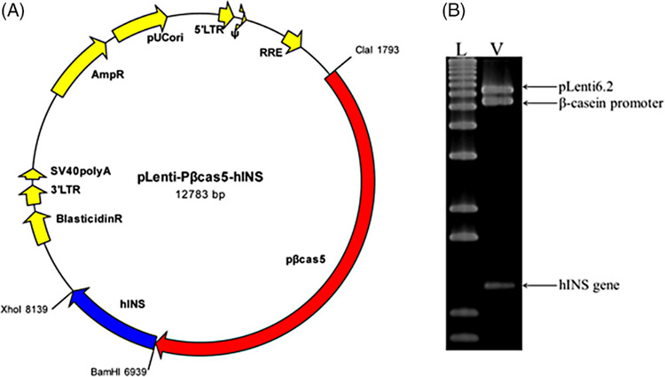 構(gòu)建用于乳腺特異性人胰島素表達和限制性圖譜分析的慢病毒載體示意圖 構(gòu)建用于乳腺特異性人胰島素表達和限制性圖譜分析的慢病毒載體示意圖