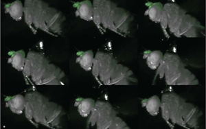 Nature：在果蠅中，一個(gè)腦細(xì)胞可以驅(qū)動(dòng)身體的多種運(yùn)動(dòng)