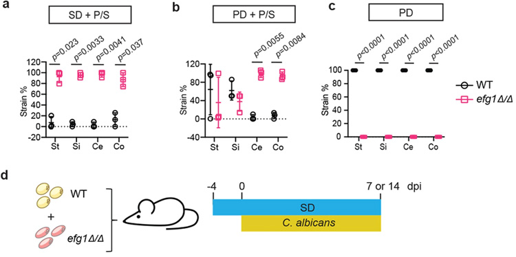 來自不同白色念珠菌菌株背景的WT和酵母鎖定的efg1Δ/Δ細胞的適應性比較 來自不同白色念珠菌菌株背景的WT和酵母鎖定的efg1Δ/Δ細胞的適應性比較