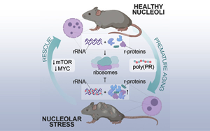 Cell子刊開(kāi)辟衰老研究新方向：“垃圾蛋白”的積累被認(rèn)為是衰老的關(guān)鍵原因