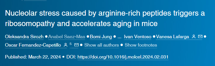 由含較多精氨酸片段的多肽導致的核應激會觸發(fā)小鼠核糖體病變并加速其衰老