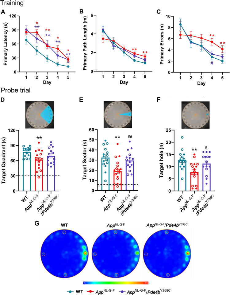 用Barnes迷宮實驗評估亞形態(tài)PDE4B對AppNL-G-F小鼠空間記憶的保護作用 用Barnes迷宮實驗評估亞形態(tài)PDE4B對AppNL-G-F小鼠空間記憶的保護作用