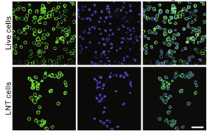《Science Advances》CRISPR-Cas9利用低溫休克腫瘤細(xì)胞靶向肺癌