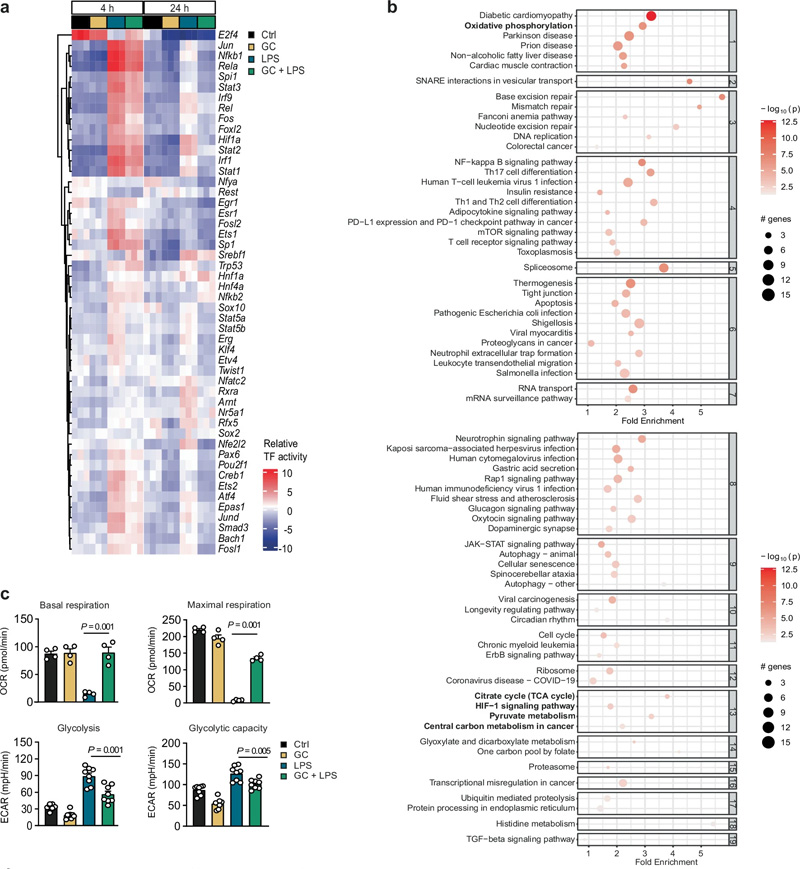 糖皮質(zhì)激素介導(dǎo)的轉(zhuǎn)錄和代謝控制 糖皮質(zhì)激素介導(dǎo)的轉(zhuǎn)錄和代謝控制