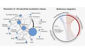 Cell：首次在整個細胞周期中跟蹤生物體的所有蛋白質(zhì)
