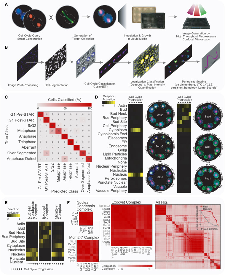 一種用于量化活細胞時空蛋白質(zhì)組動力學的高含量篩選通路