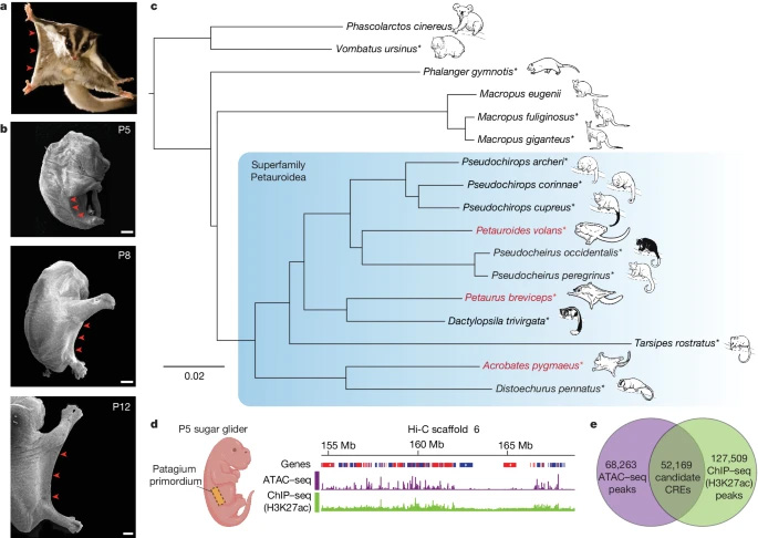 在親緣關(guān)系密切的有袋動(dòng)物物種中，斑蝶屬的趨同進(jìn)化。
