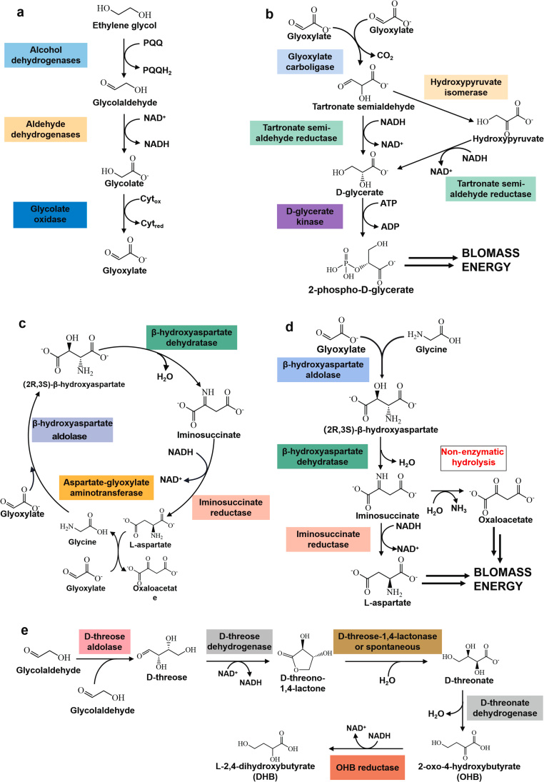 EG的微生物代謝用于上循環(huán)轉(zhuǎn)化