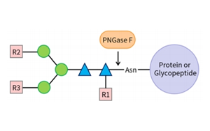 PNGase F——精準N糖分析工具，助力糖生物學研究
