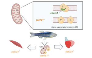 Cell子刊新研究揭示了線(xiàn)粒體蛋白在心臟再生中的關(guān)鍵作用