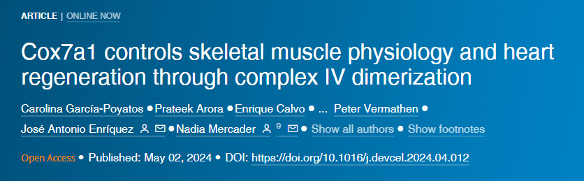 Cox7a1通過(guò)復(fù)合物IV二聚化控制骨骼肌生理和心臟再生