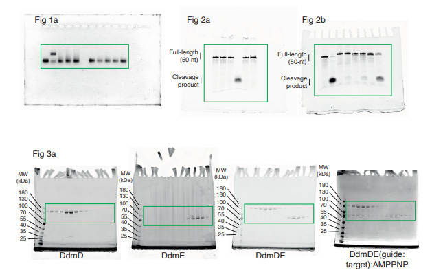 本研究用到的未切割的原始凝膠