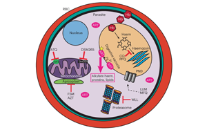 Nature子刊：tRNA修飾的細(xì)胞過(guò)程影響了瘧疾寄生蟲(chóng)產(chǎn)生耐藥性的能力