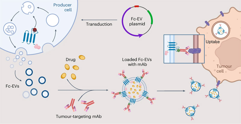 工程細胞以產(chǎn)生用Fc結(jié)構(gòu)域特異性抗體結(jié)合部分修飾的EV